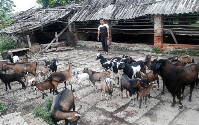 Trang trại tổng hợp của ông Trường đem lại nguồn thu trên 400 triệu đồng/năm